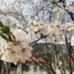 Цъфнало дърво