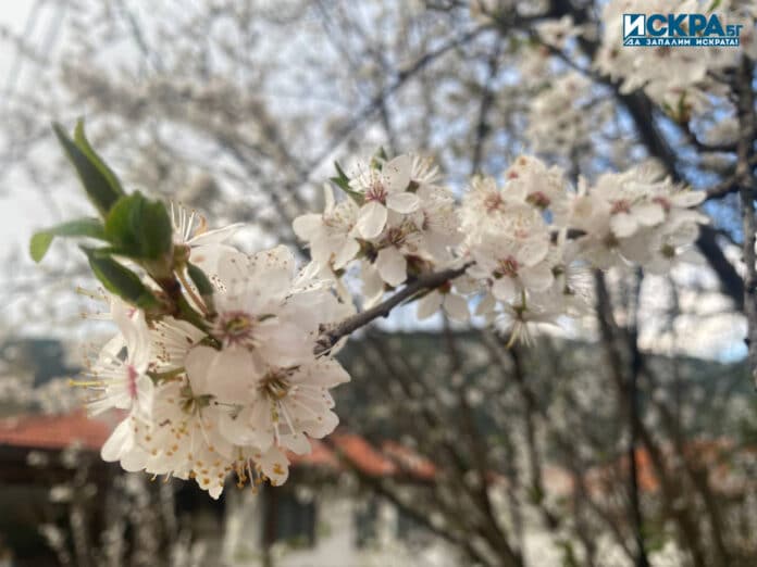 Цъфнало дърво