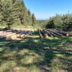 Незаконна сеч