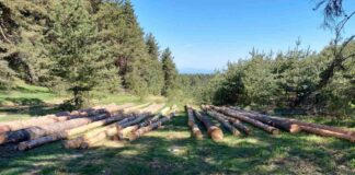 Незаконна сеч