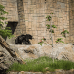 Бърнестото мече Шрея