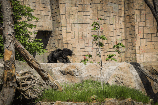 Бърнестото мече Шрея