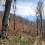 Вековна гора