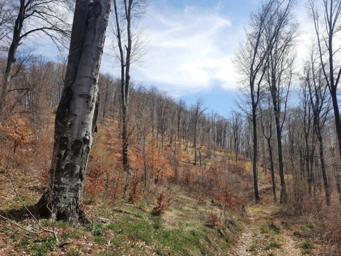 Вековна гора