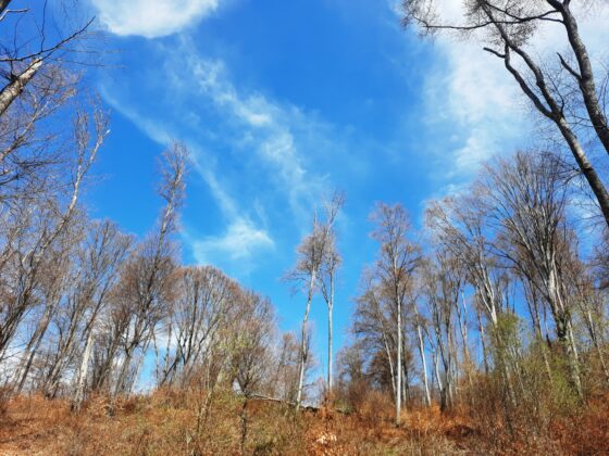 Вековна гора