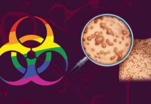 Маймунска шарка