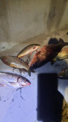 Акции на ИАРА