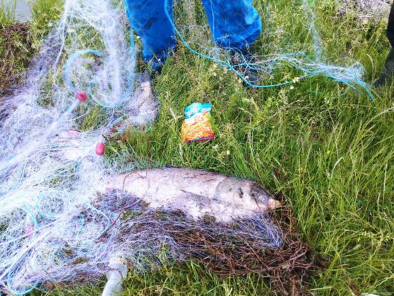 Акции на ИАРА