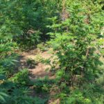 Наркотици в Лом