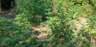 Наркотици в Лом