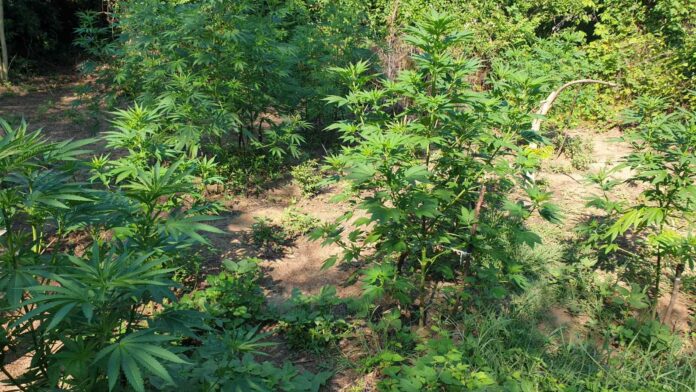 Наркотици в Лом