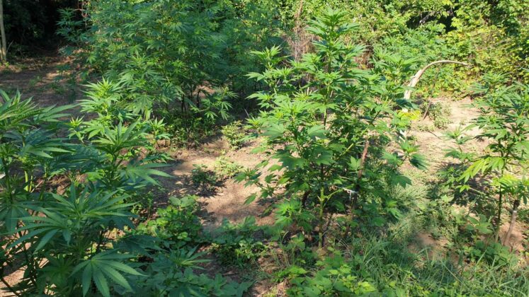 Наркотици в Лом