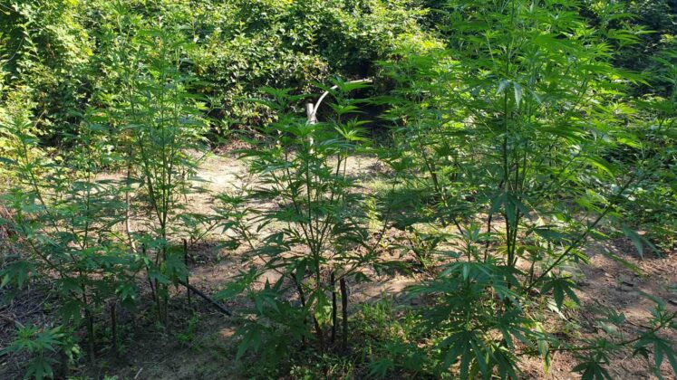 Наркотици в Лом