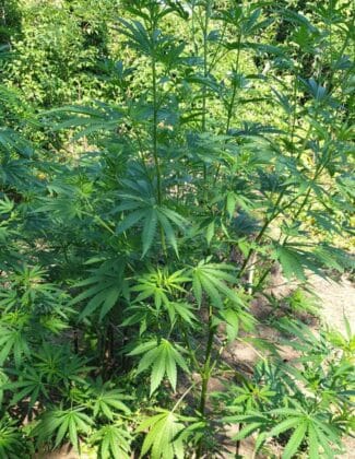 Наркотици в Лом