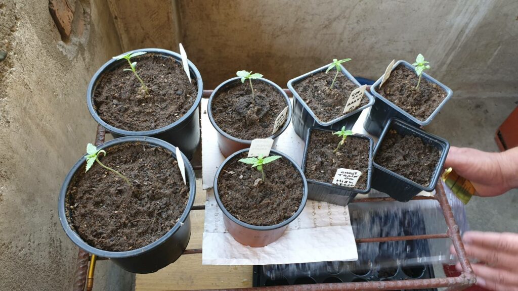 Наркотици в Лом