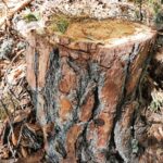 Отсечено дърво