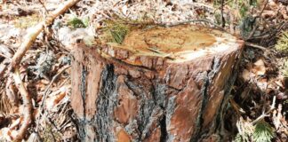 Отсечено дърво