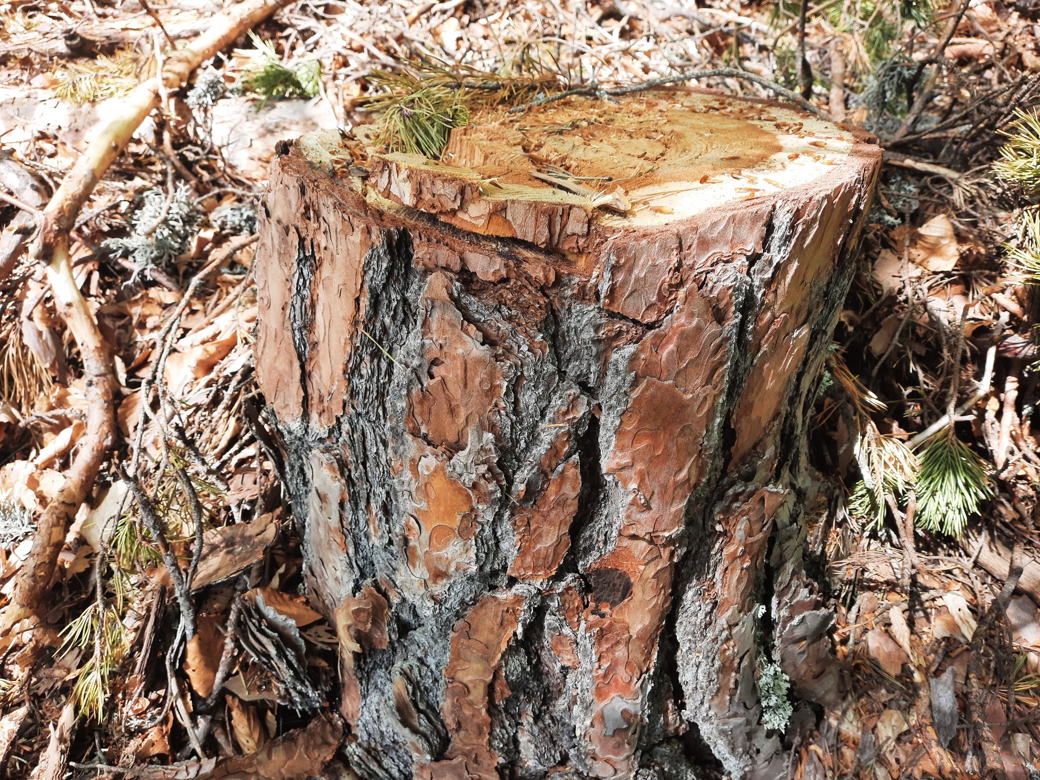 Днес Александър Дунчев разкри как изглеждат горите на общини които