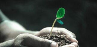 Почва, растение