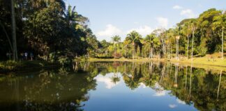 Амазонка Бразилия.