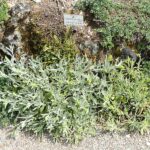 Мурсалски чай