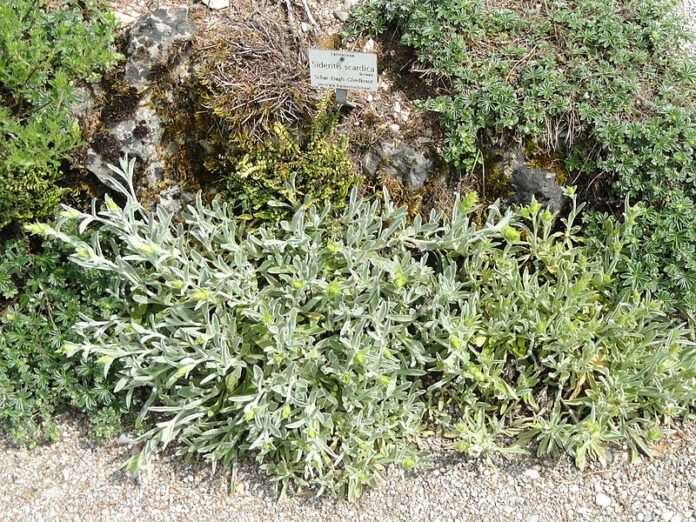 Мурсалски чай