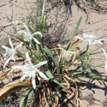 Пясъчната лилия