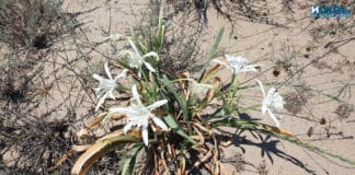 Пясъчната лилия