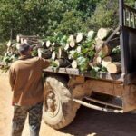 Сеч на дървесина в Ихтиман