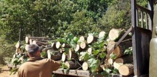 Сеч на дървесина в Ихтиман