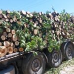 Сеч на дървесина в Ихтиман