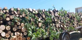 Сеч на дървесина в Ихтиман