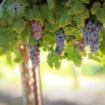 Грозде. винари, лозари
