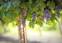 Грозде. винари, лозари