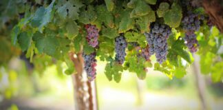 Грозде. винари, лозари