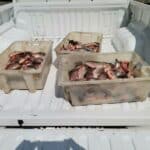 Акции на ИАРА