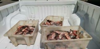 Акции на ИАРА