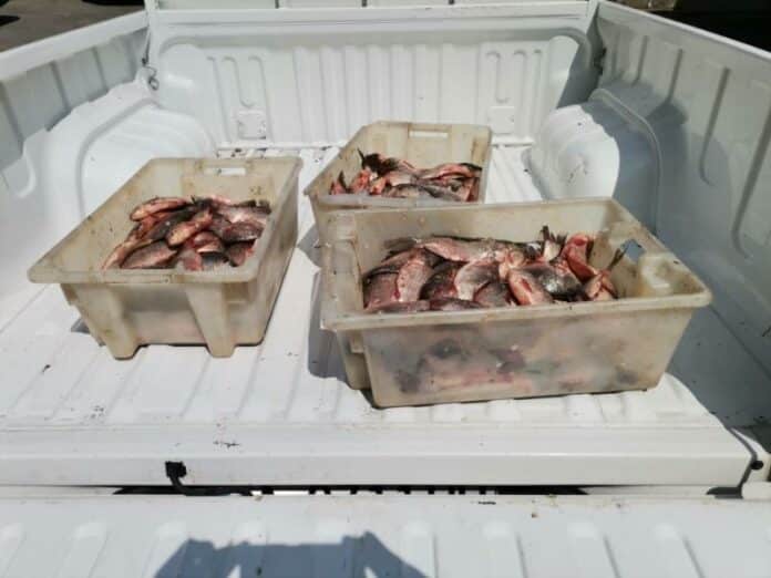 Акции на ИАРА