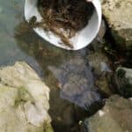 Акции на ИАРА