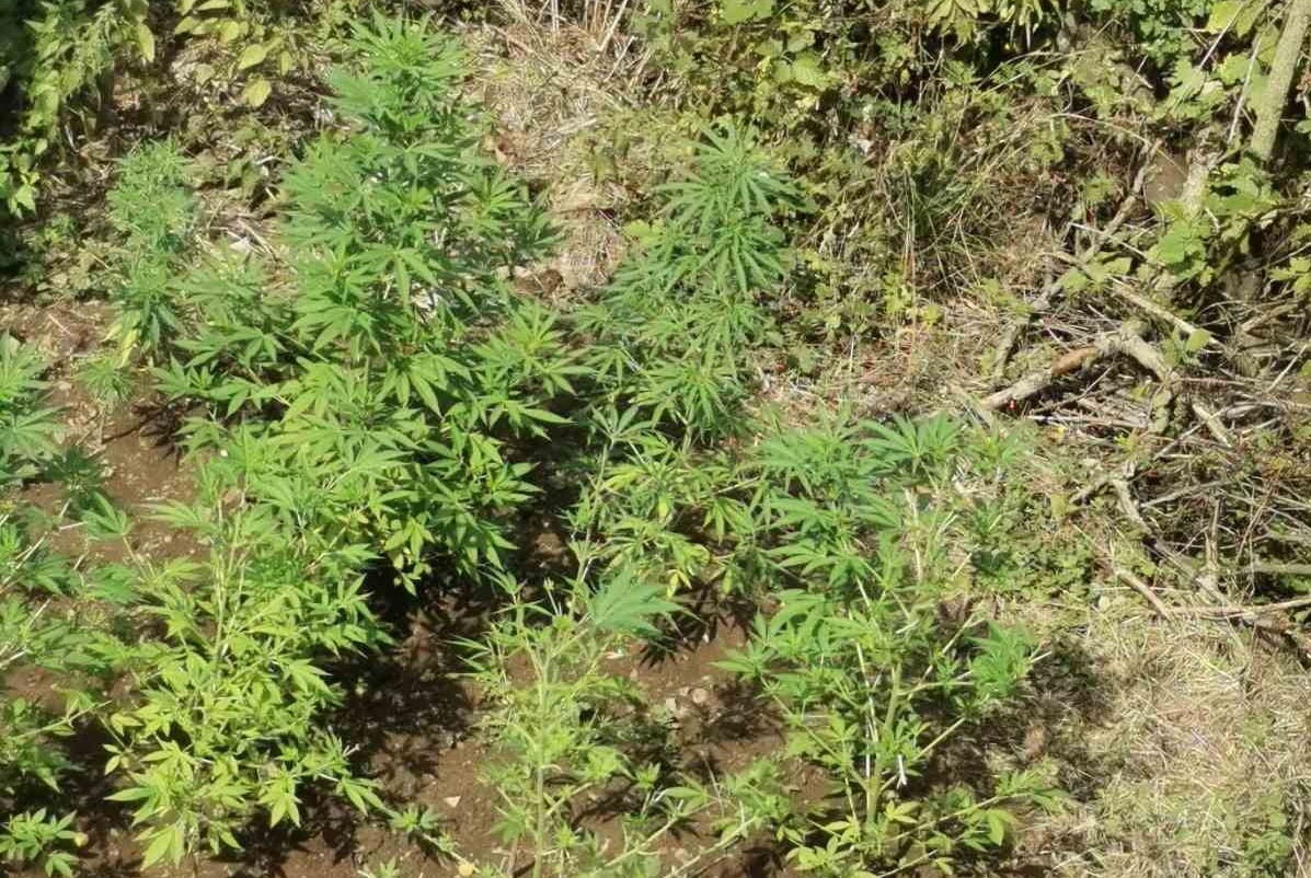 Полицията откри насаждения с общо 594 растения канабис с общо