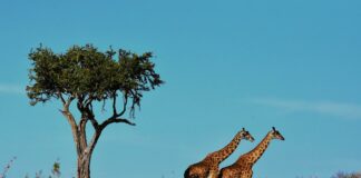 Национален парк Серенгети, Африка.