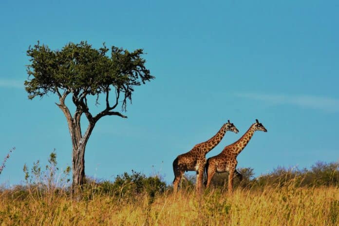 Национален парк Серенгети, Африка.