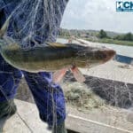 Незаконен улов