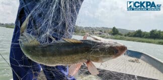 Незаконен улов