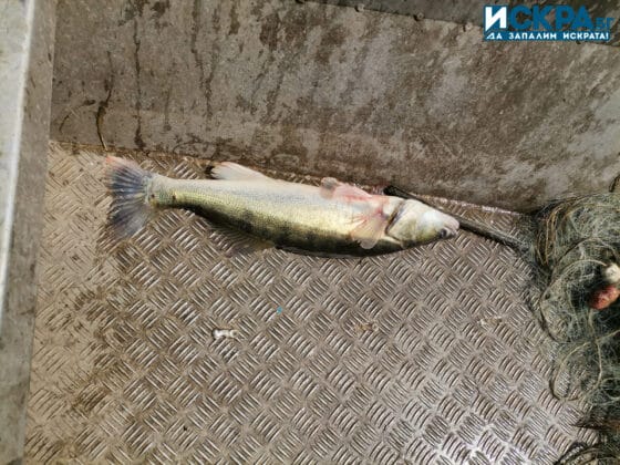 Незаконен улов