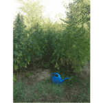 Нива с коноп