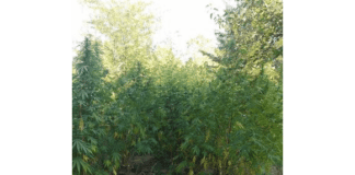 Нива с коноп