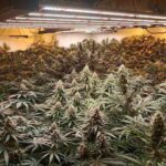 Оранжерия за канабис в Радомир