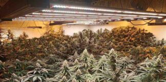 Оранжерия за канабис в Радомир