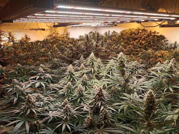 Оранжерия за канабис в Радомир